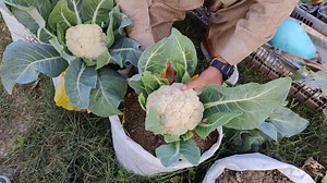 58 reactions | Complete Growing Guide | How To Grow Cauliflower at...
