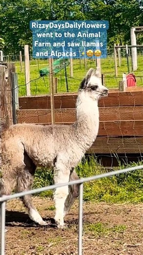 #Llamas #Alpacas #animalfarmsvisit #youtubeshorts #farmanimals