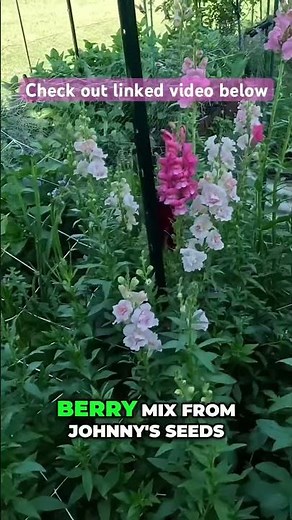 My Favorite Snapdragon Variety Revealed!