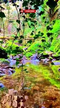 Deep Forest Immersion 🌲 528Hz Healing Frequencies for Peace, Sleep & Stress Relief #shorts