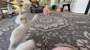 176K views · 10K reactions | In the last 24 hours, Chouchou has transformed into a completely different cat! He is SO HAPPY, and is way more playful, energetic, social, and confident! I had a hunch that a haircut would help him with grooming and overheating, but I honestly didn’t expect him to be this much HAPPIER. I’m so, so glad to see him loving his new ‘do!  | Kitten Lady | Facebook