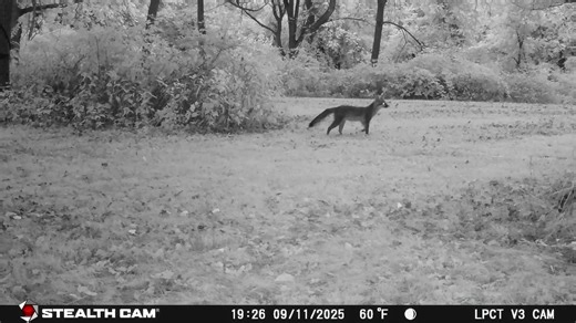 I still to need finish reviewing September Game Camera footage from Hawk Valley Farm but I found this one in the process, a fox spooked by a deer who was running from something ? | Steven Nagle Photography