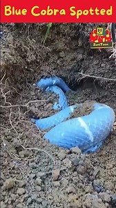 Blue Cobra Hiding Under the Mud | Incredible Snake Footage! | #shorts #snake