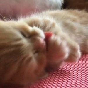 Some cuteness to get you through the day :D | Animal's Look