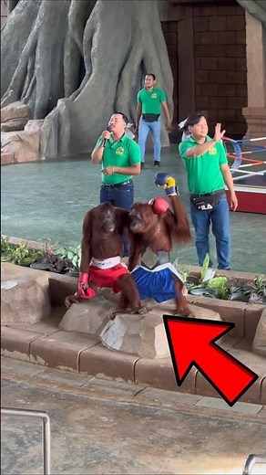 Monkey Boxing Game?🤯😱
