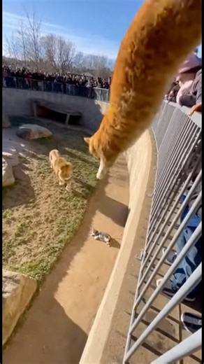 A daring scene where a kitten fell into a lion enclosure at the zoo and a cat jumps into the pit to rescue the kitten from the lion | Capy Papi