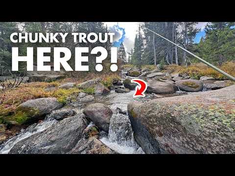 This Tiny Mountain Creek Surprised Me! (Tenkara Fly Fishing)