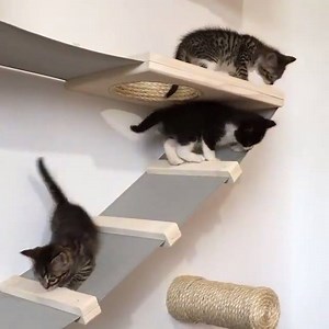 223K views · 6.6K reactions | Wir lernen klettern & balancieren... :) :) :) | Ich bin glücklicher Katzenbesitzer | Facebook