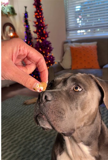 Support your dogs’ joint health with Embark Joint supplements. It’s important to me to use supplements from a brand I trust, which is why I use Embark. It’s important to my dogs that the supplements taste like bacon. We both win! 🏆 Try them out today!@Embark Vet . #doghealth #embarkvet #dogsupplements