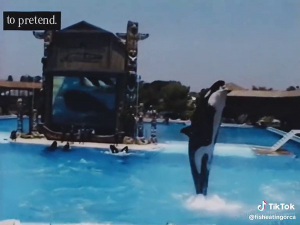 bring back early 2000s SeaWorld. It was the perfect blend of fun and education!! #seaworld #seaworldedit #orcas #killerwhales #shamu #shamuadventure #shamushow #retro #early2000s #standwithseaworld #conservation ##marinebiology #orcaedit #cetaceans #dolphins