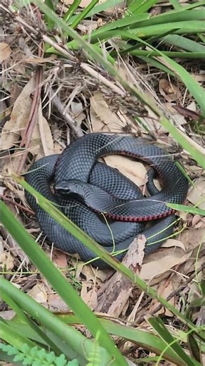 Red Belly Black Snake Wildlife of Australia
