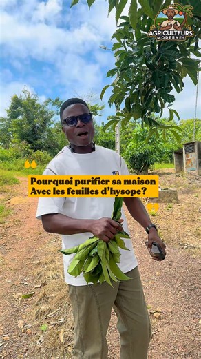 Pourquoi purifier sa maison avec de l’hysope? #vertus #hysope #africaine ￼ | Agriculteurs Modernes