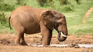 Ze Frank Takes a Humorous Look at Elephants