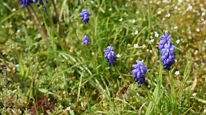 Large bee-fly (bombylius major) on the flowers of grape hyacinth (Muscari neglectum) in the garden