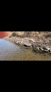 I discovered a bison skull in the rocks along a manmade channel in Iowa.. #fossilhunting #kayaking #river #fossil | Bison Bison Paleo Fossils