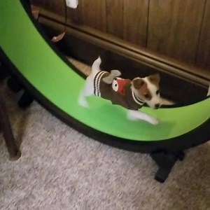 8.8K reactions · 2.6K shares | IS YOUR CAT GETTING DAILY EXERCISE?  Get a Cat Wheel and watch your cat's muscle tone improve! Soon your can will be as strong and fit as the cat in this video! Learn more about the benefits of the One Fast Cat Wheel at: https://onefastcat.com → | One Fast Cat | Facebook