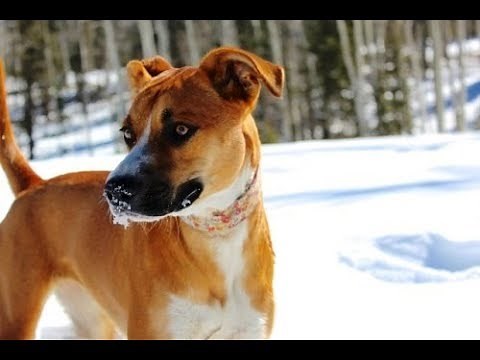 The German Shepherd Boxer Mix