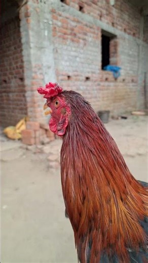Ye dono murga ko kaise sambhale? 😳 Dekho asli power!