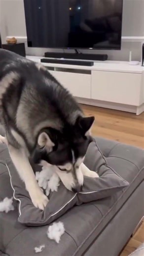 Husky Pillow Explosion! 🐕💥 Caught in the Act! #Shorts #Husky #FunnyDog #Funny #DogLovers #HuskyLife