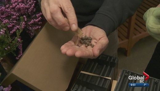 Gardenworks: How to care for mason bees