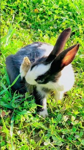 Rabbit Grooming 101: Nail Trimming, Brushing, and Shedding Survival Guide
