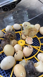 2 amazing mini automatic egg incubator | Mian Inventions