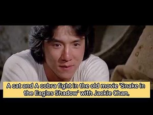 Fight Scene between a Cat and a Cobra in Snake in the Eagle's Shadow with Jackie Chan -Horizontal