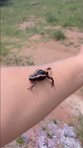 Banded rubber frog #frog #animal #amphibian