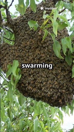 What You Need to Know About Bee Swarms 🐝 | Nature’s Buzzing Phenomenon