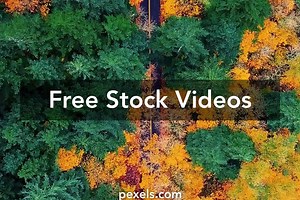Moving Trees Videos, Download The BEST Free 4k Stock Video Footage & Moving Trees HD Video Clips