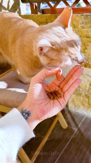 428K views · 879 reactions | Bonding experience with your pet | 5-Minute Crafts | Facebook