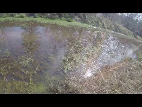 How to catch bluegill in trap