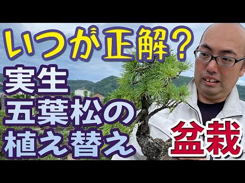 I will tell you the best time to replant seedling Japanese white pine! [Management of bonsai]