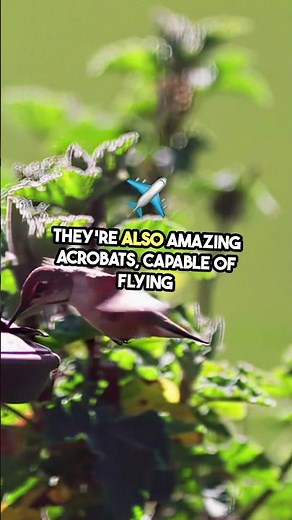 Did You Know: Hummingbirds Flap Their Wings Up to 80 Times per Second! | #Hummingbirds #Birds