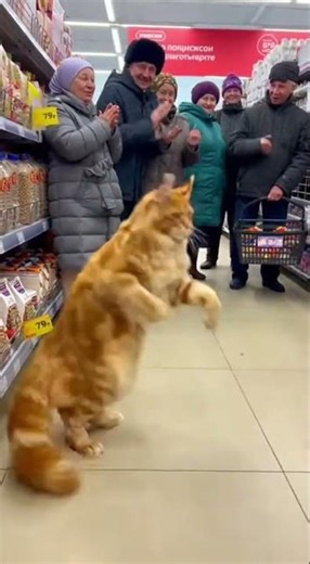 Рыжий кот танцует в магазине