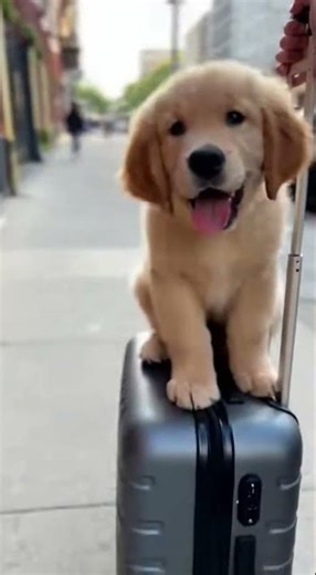 Golden Moments: Capturing Puppy Adventures in Stunning 4K