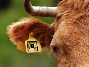 Tapping M2M The Internet of Things