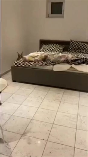 Aliados de Floppa en Caso de Guerra: Estrategias Creativas