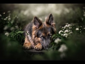 The Fascinating Evolution of German Shepherds: From Herding Dogs to Heroes