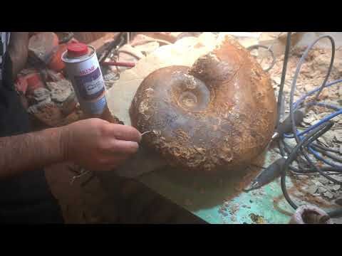 Giant ammonite from Burton Bradstock Lytoceras 7