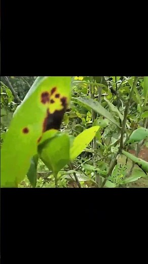 Allspice: Jamaica's Secret Spice for Health & Flavor #shorts