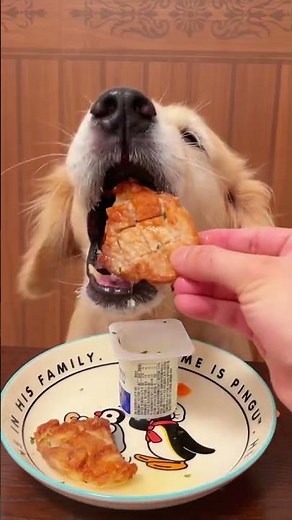 #Dogs Eat Better Than Me Series#Pudding Dog#Immersive#Dog Eating Broadcast#Wang Xingren