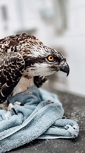 Den här fiskgjusen kom in till oss efter att ha fått lite svårigheter under den första flygturen. Efter att ha ätit upp sig och flygträna här hos oss släpptes den och en kompis ut i det fria mot en resa mot Afrika. Vi gav den en färgringsmärkning då det gör det lättare att avläsa och vi har större chans att följa den om den skulle komma tillbaka till Sverige. Just fiskgjusar är en av dom lite knepigare arterna att rehabilitera då det ligger i deras natur att fånga fisken själva som dom äter. Så 