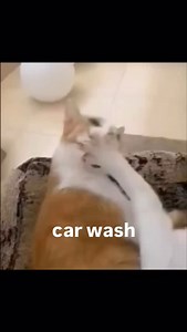 127K views · 4.1K reactions | airing out the BEANS | Soft Cat Memes | Facebook