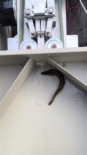 Fish processing made easier by this automatic machine #fyp #machinery | VantagePoint Homes