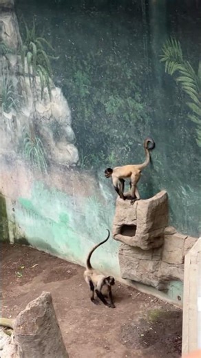 Omaha zoo Lied Jungle #omaha #zoo #nature #nebraska