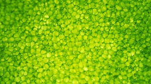 Des chercheurs ont réussi la prouesse de simuler les mécanismes complexes d'une photosynthèse