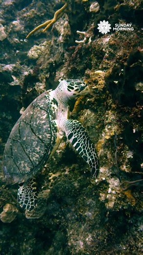 We leave you this Sunday morning taking it slow, with Hawksbill turtles off the Yucatan Peninsula in Mexico. Videographer: Lee McEachern. cbsn.ws/2118 | CBS Sunday Morning