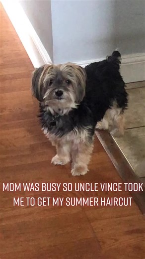 Morkie Dog Haircuts: Summer Style Tips