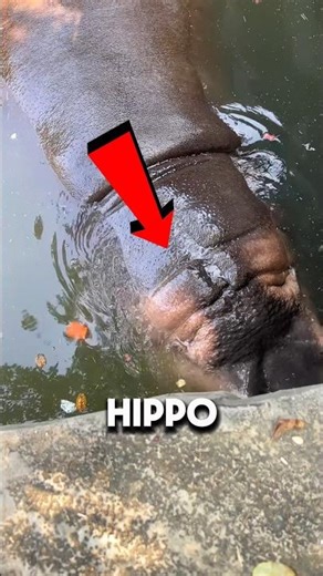 Zookeeper Pranks His Hippo! ❤️😂